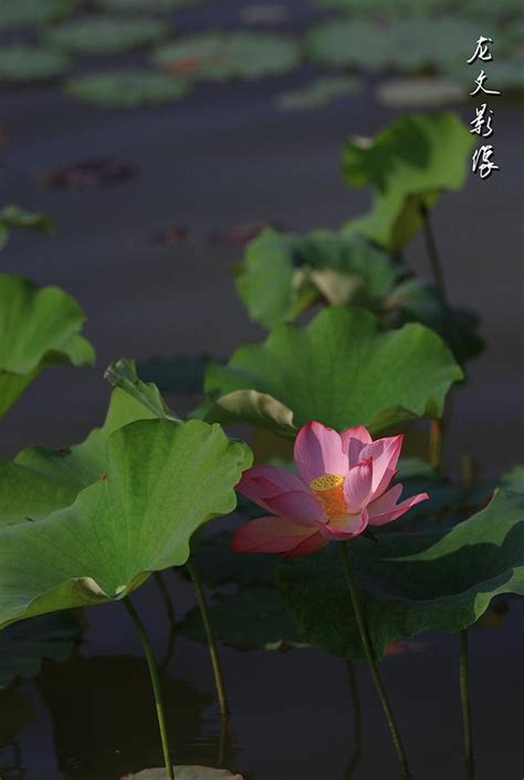 形容荷葉|水面清圓，一一風荷舉，等風也等你……20個荷花詩詞。